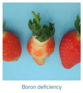 علائم کمبود بُر در توت فرنگی (Boron Deficiency)