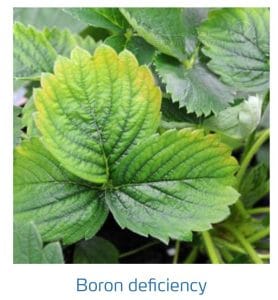 علائم کمبود بُر در توت فرنگی (Boron Deficiency)