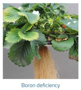 علائم کمبود بُر در توت فرنگی (Boron Deficiency)