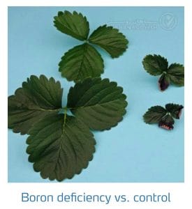 علائم کمبود بُر در مقابل شاهد در توت فرنگی (Boron Deficiency)