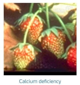 علائم کمبود کلسیم در توت فرنگی (Calcium Deficiency)