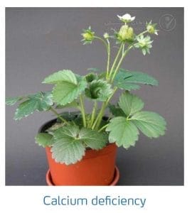 علائم کمبود کلسیم در توت فرنگی (Calcium Deficiency)