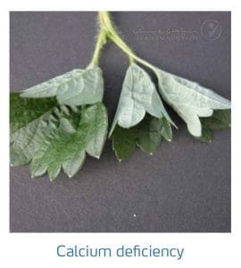 علائم کمبود کلسیم در توت فرنگی (Calcium Deficiency)