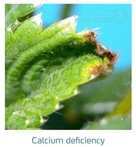 علائم کمبود کلسیم در توت فرنگی (Calcium Deficiency)