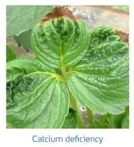 علائم کمبود کلسیم در توت فرنگی (Calcium Deficiency)