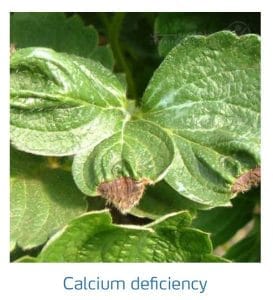 علائم کمبود کلسیم در توت فرنگی (Calcium Deficiency)