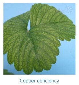 علائم کمبود مس در توت فرنگی (Copper Deficiency)