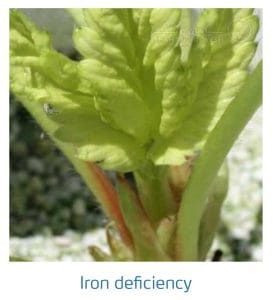 علائم کمبود آهن در توت فرنگی (Iron Deficiency)