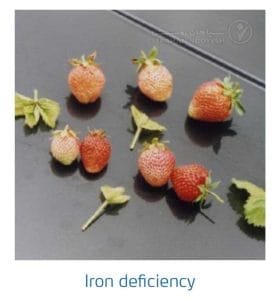 علائم کمبود آهن در توت فرنگی (Iron Deficiency)