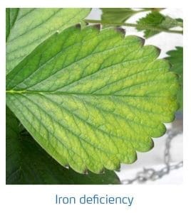 علائم کمبود آهن در توت فرنگی (Iron Deficiency)