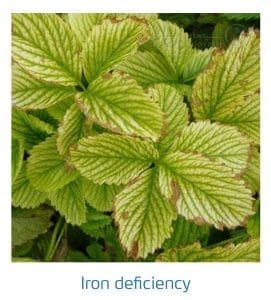 علائم کمبود آهن در توت فرنگی (Iron Deficiency)