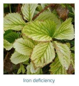 علائم کمبود آهن در توت فرنگی (Iron Deficiency)