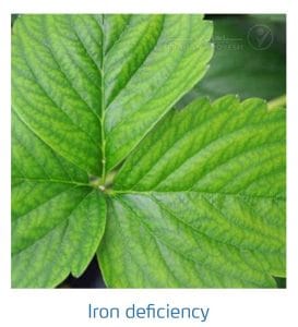 علائم کمبود آهن در توت فرنگی (Iron Deficiency)