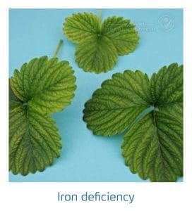 علائم کمبود آهن در توت فرنگی (Iron Deficiency)