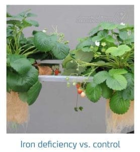 علائم کمبود آهن در مقابل شاهد در توت فرنگی (Iron Deficiency vs. control)