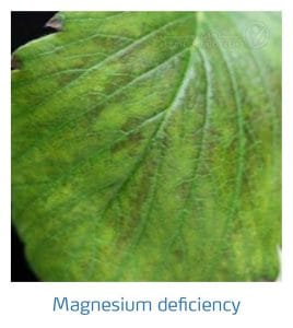 علائم کمبود منیزیم در توت فرنگی (Magnesium Deficiency)