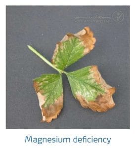 علائم کمبود منیزیم در توت فرنگی (Magnesium Deficiency)