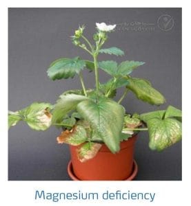 علائم کمبود منیزیم در توت فرنگی (Magnesium Deficiency)