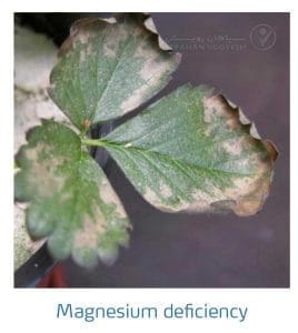 علائم کمبود منیزیم در توت فرنگی (Magnesium Deficiency)