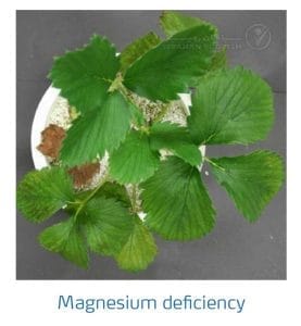 علائم کمبود منیزیم در توت فرنگی (Magnesium Deficiency)