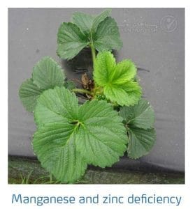 علائم کمبود روی و منگنز در توت فرنگی (Manganese and Zinc Deficiency)