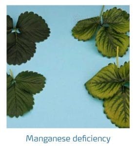 علائم کمبود منگنز در توت فرنگی (Manganese Deficiency)