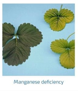 علائم کمبود منگنز در توت فرنگی (Manganese Deficiency)