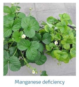 علائم کمبود منگنز در توت فرنگی (Manganese Deficiency)