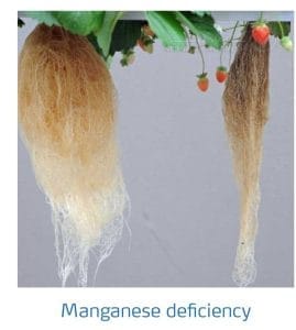 علائم کمبود منگنز در توت فرنگی (Manganese Deficiency)