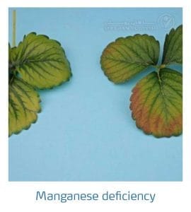 علائم کمبود منگنز در توت فرنگی (Manganese Deficiency)