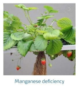 علائم کمبود منگنز در توت فرنگی (Manganese Deficiency)