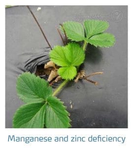 علائم کمبود روی و منگنز در توت فرنگی (Manganese and Zinc Deficiency)