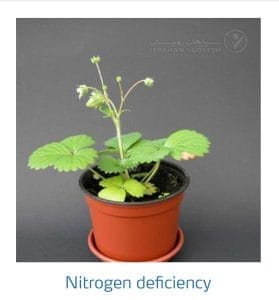 علائم کمبود نیتروژن در توت فرنگی (Nitrogen Deficiency)