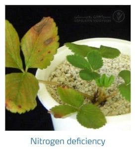 علائم کمبود نیتروژن در توت فرنگی (Nitrogen Deficiency)