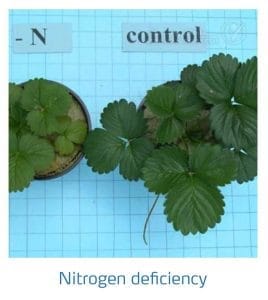 علائم کمبود نیتروژن در توت فرنگی (Nitrogen Deficiency)