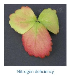 علائم کمبود نیتروژن در توت فرنگی (Nitrogen Deficiency)