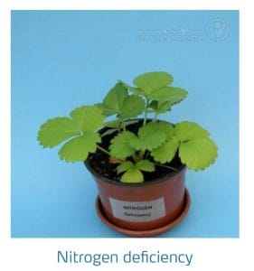 علائم کمبود نیتروژن در توت فرنگی (Nitrogen Deficiency)