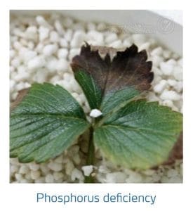 علائم کمبود فسفر در توت فرنگی (Phosphorus Deficiency)