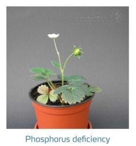 علائم کمبود فسفر در توت فرنگی (Phosphorus Deficiency)