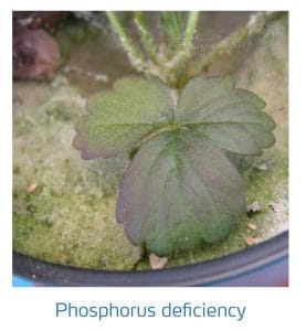 علائم کمبود فسفر در توت فرنگی (Phosphorus Deficiency)