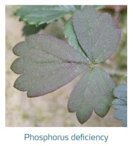 علائم کمبود فسفر در توت فرنگی (Phosphorus Deficiency)