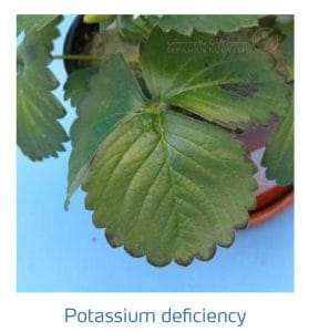 علائم کمبود پتاسیم در توت فرنگی (Potassium Deficiency)