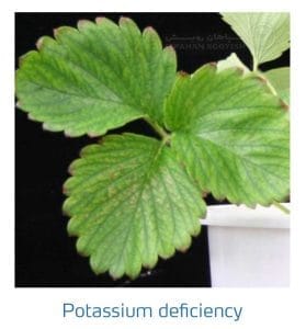 علائم کمبود پتاسیم در توت فرنگی (Potassium Deficiency)