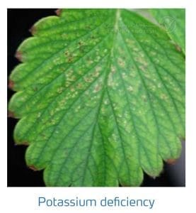 علائم کمبود پتاسیم در توت فرنگی (Potassium Deficiency)