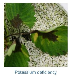 علائم کمبود پتاسیم در توت فرنگی (Potassium Deficiency)