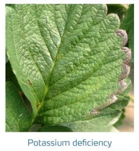 علائم کمبود پتاسیم در توت فرنگی (Potassium Deficiency)