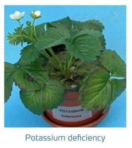 علائم کمبود پتاسیم در توت فرنگی (Potassium Deficiency)