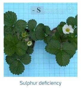 علائم کمبود سولفور در توت فرنگی (Sulphur Deficiency)