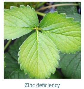 علائم کمبود روی در توت فرنگی (Zinc Deficiency)