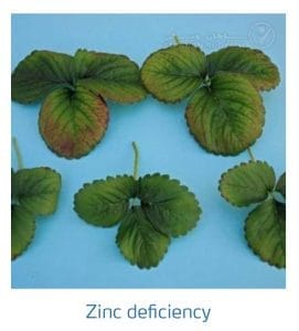 علائم کمبود روی در توت فرنگی (Zinc Deficiency)